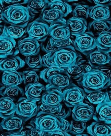      

 
  Blue Roses backdrop
 






















     