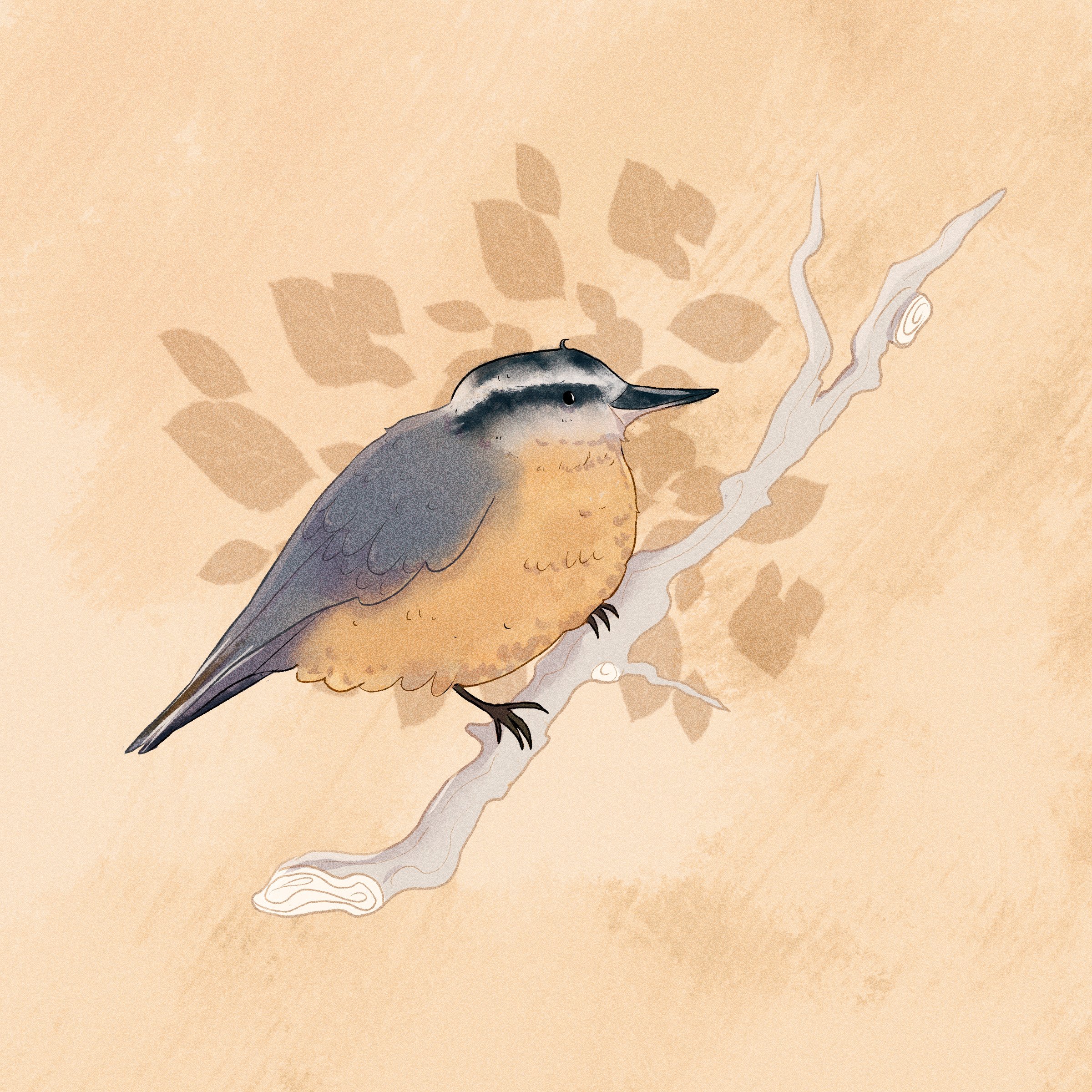 Red-breasted Nuthatch