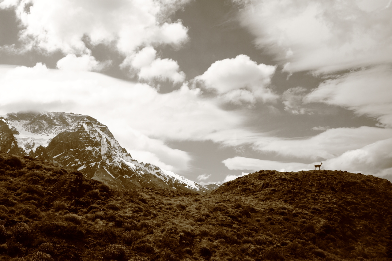 Guanaco
