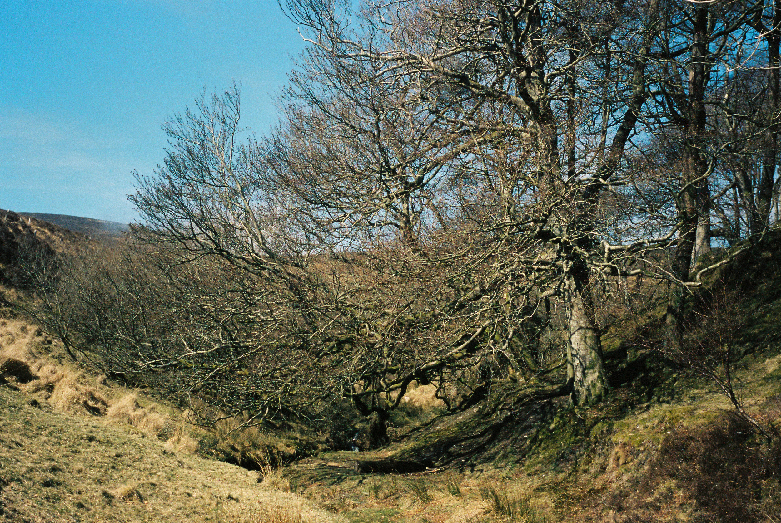 Druidale