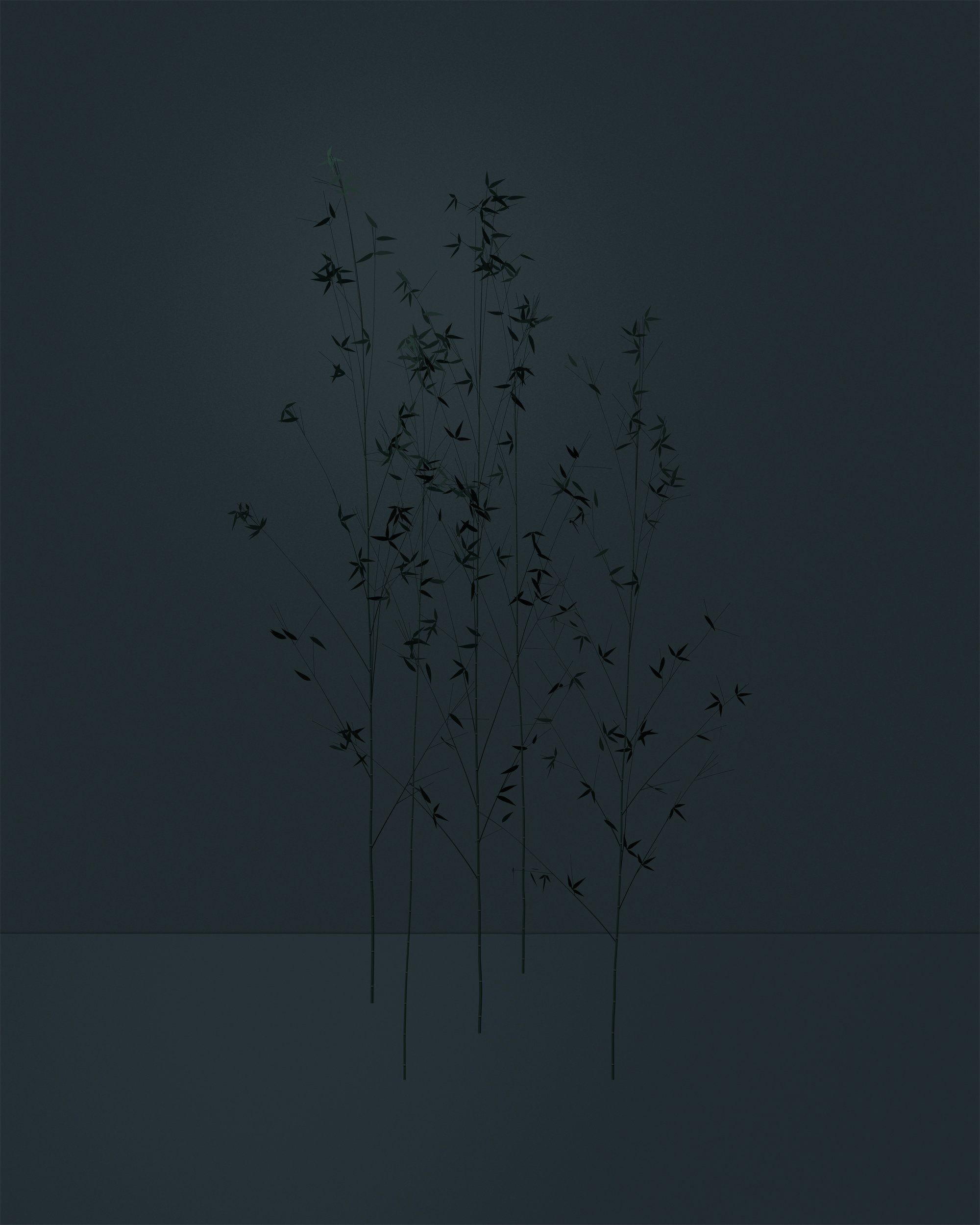 Bamboo in a Barely Lit Room, 2022. About