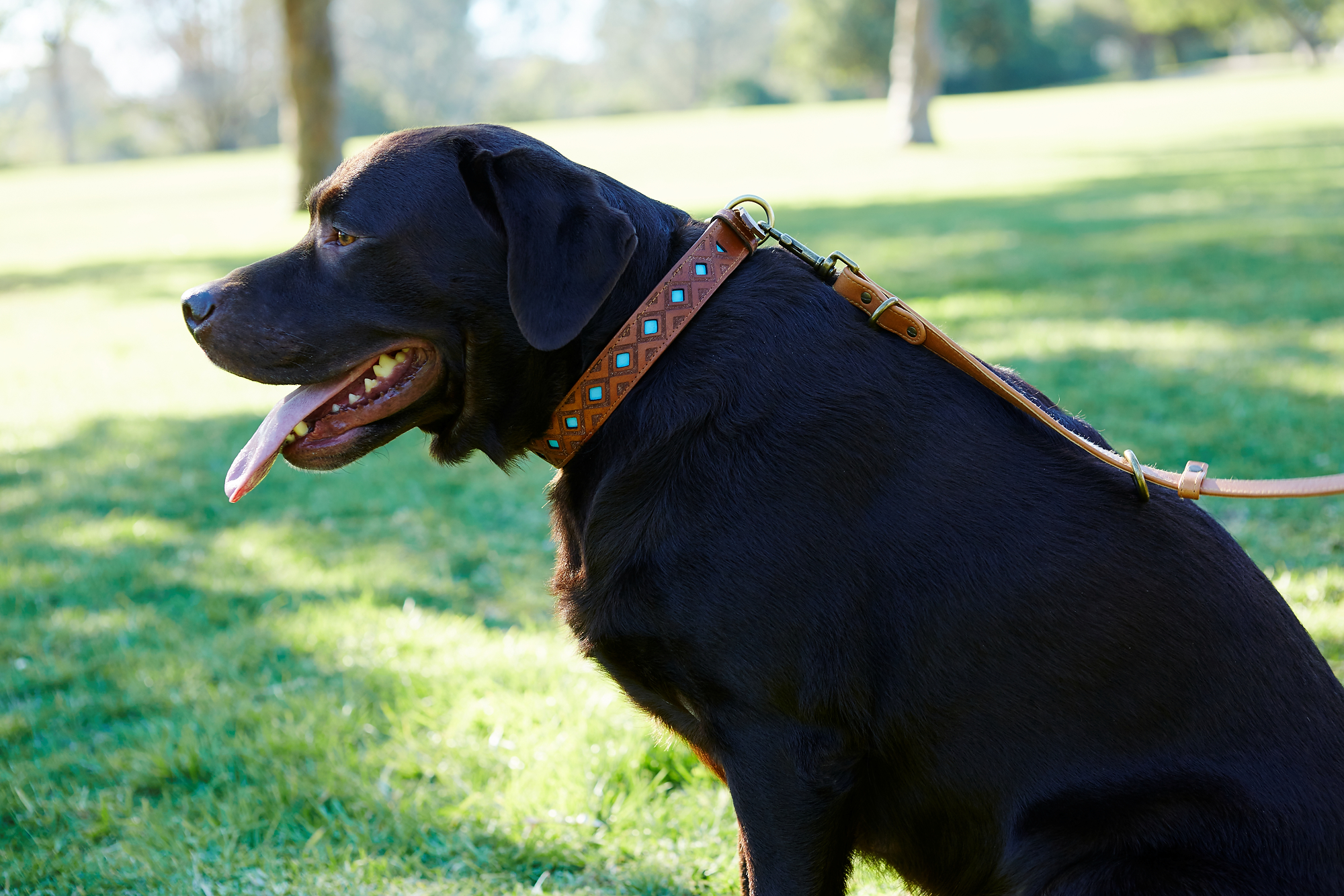 Pipeline Dog Collar + Topsail Leash