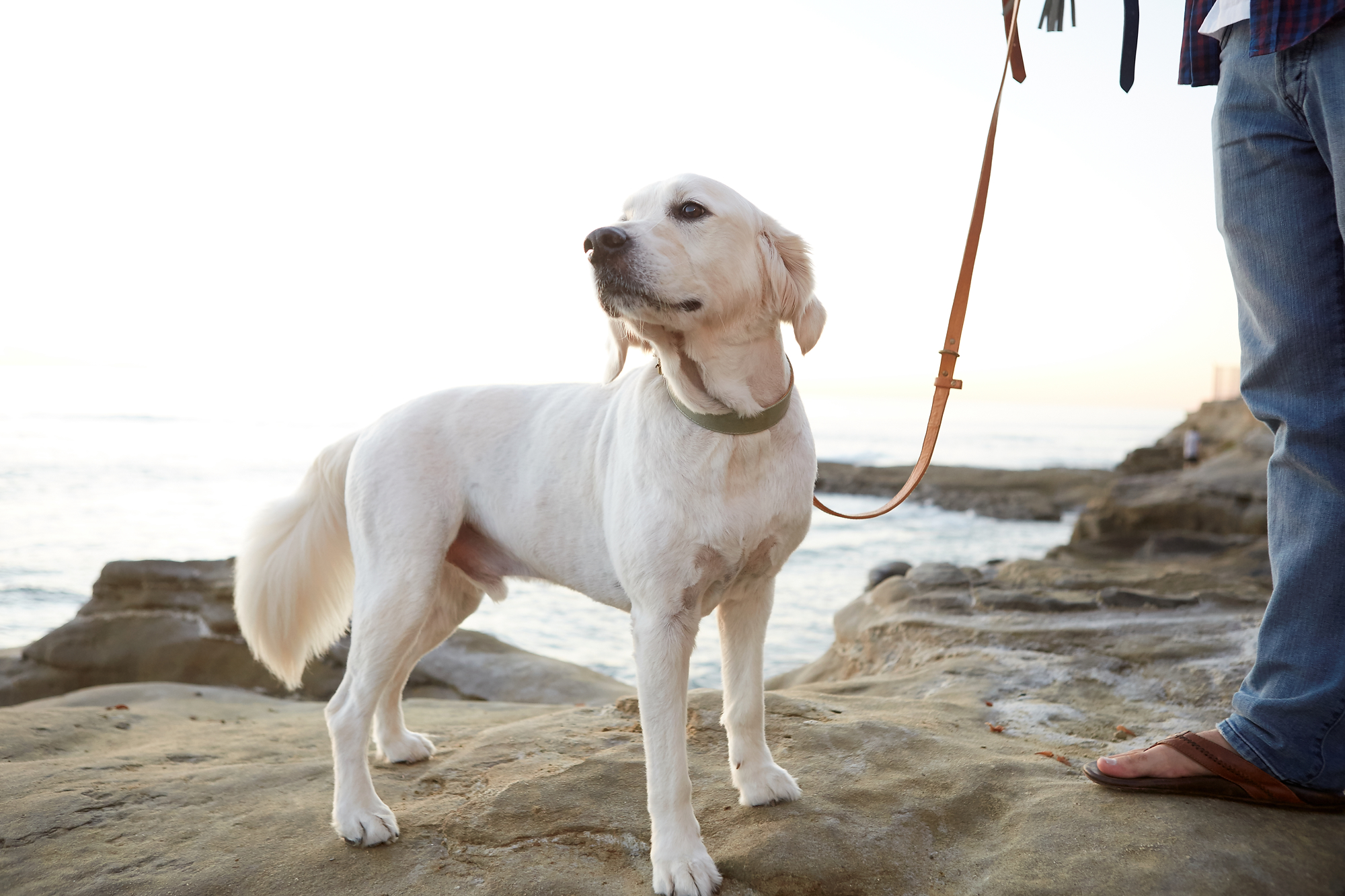 La Jolla Collar