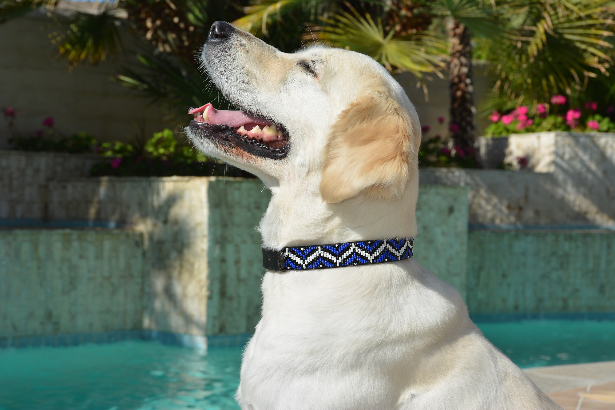 Bali Beaded Collection Dog Collars