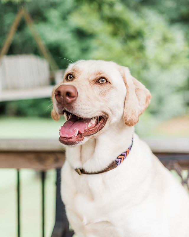 💙Memorial Day Weekend Sale!!!❤️
.
.
.
20% Off Storewide!!!
.
.
.
Code: GIVE20
#GoldenDogCo #petproducts #treatyourpup #JackCEO #dogcollars #MemorialDaySale #MemorialDay2019 #sale #onlineshopping #staygolden #goldenadventures 📸 @markiewalden Featuri