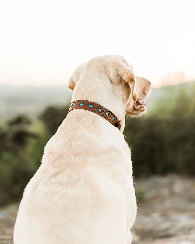 🌺A l o h a 🌺 Our Pipeline Collar is back!! Check out our Aloha Collection and treat your pup today!
.
.
.
#GoldenDogCo #JackCEO #PipelineCollar #dogcollars #thankful #onlineshopping #staygolden #goldenadventures
