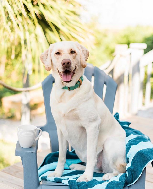 🌴🌞 End of Summer Sale going on NOW through Labor Day 🌞🌴
&bull;
&bull;
20% off Most Items‼️Code: SUMMER20
&bull;
&bull;
#GoldenDogCo #JackCEO #InternationalDogDay #puplove #petproducts #dogcollar #staygolden #goldenadventures #instadog 📸 @markiew