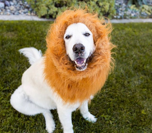 We have a frightfully sweet SALE starting NOW! 🎃Trick or TREAT your pup with 20% off select items!!! Promo Code: TREAT20
.
.
.
.
#GoldenDogCo #JackCEO #staygolden #goldenadventures #thelionking #simba #happyhalloween #halloweensale #onlineshopping #