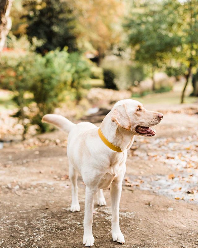 🍁We&rsquo;re so THANKFUL for you! 🍂Join us for our Thanksgiving Sale starting NOW through 11.2.19! 
Promo Code: THANKS19&bull;25% OFF Storewide!!! @paisleytheyellowlabrador @markiewalden 
#GoldenDogCo #JackCEO #petpromise #thanksgivingdaysale #than