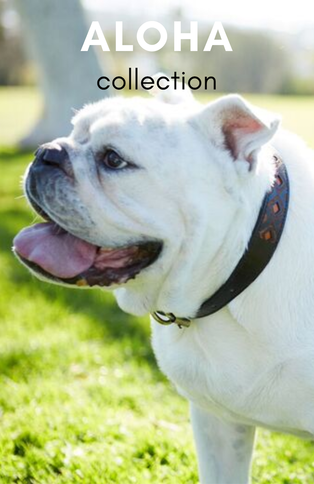 ALOHA-COLLECTION.png