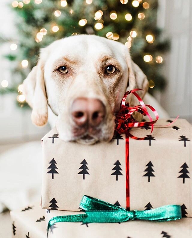 Happy Holidays to you and yours! We are thankful for each of you and hope everyone is enjoying time with family, friends, and all furry pals!🎄🐾🎄 @paisleytheyellowlabrador