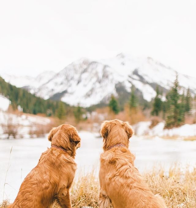 ❤️L O V E is in the air!!! Treat your furry Valentine with something special from our collection! ❤️20% OFF Valentine&rsquo;s Sale storewide through this weekend!!! (Ends 2/16/2020) ❤️Promo Code: LOVE20 ❤️#GoldenDogCo #JackCEO #ValentinesSale #feelth