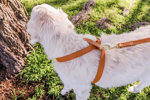 New year, new products!! Check out our 🌿N &bull; E &bull; W🌿 harness today! #GoldenDogCo #JackCEO #harness #petpromise #staygolden #goldenadventures