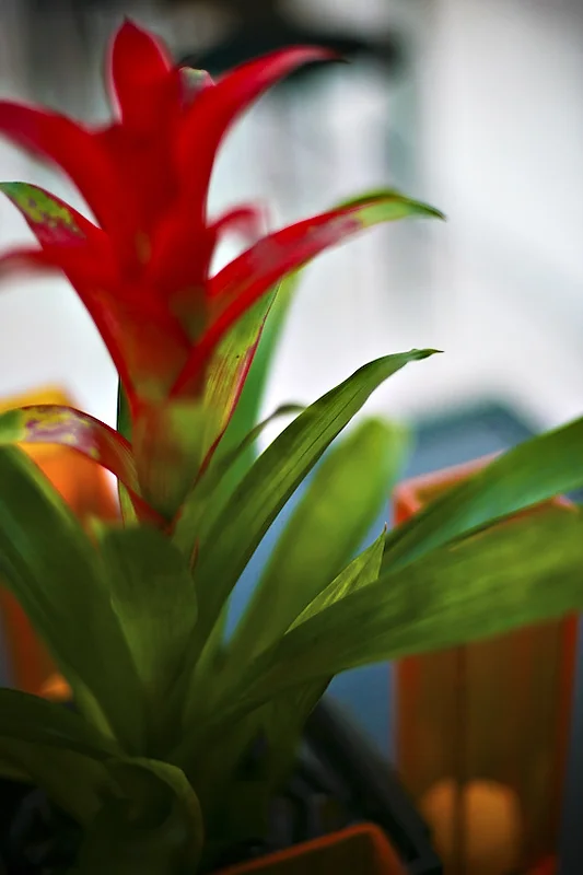wedding flower details