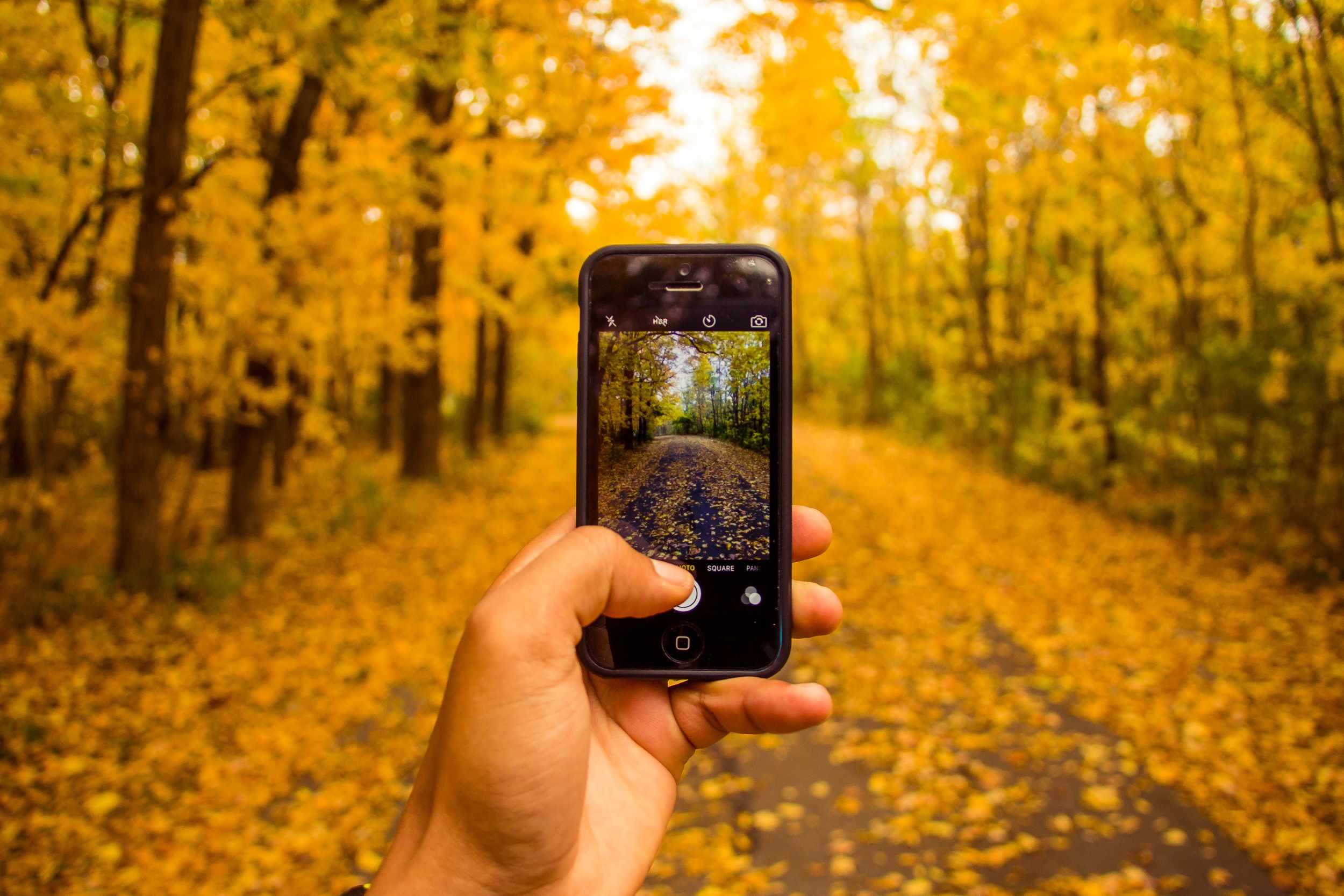 phoneinthefall.jpeg