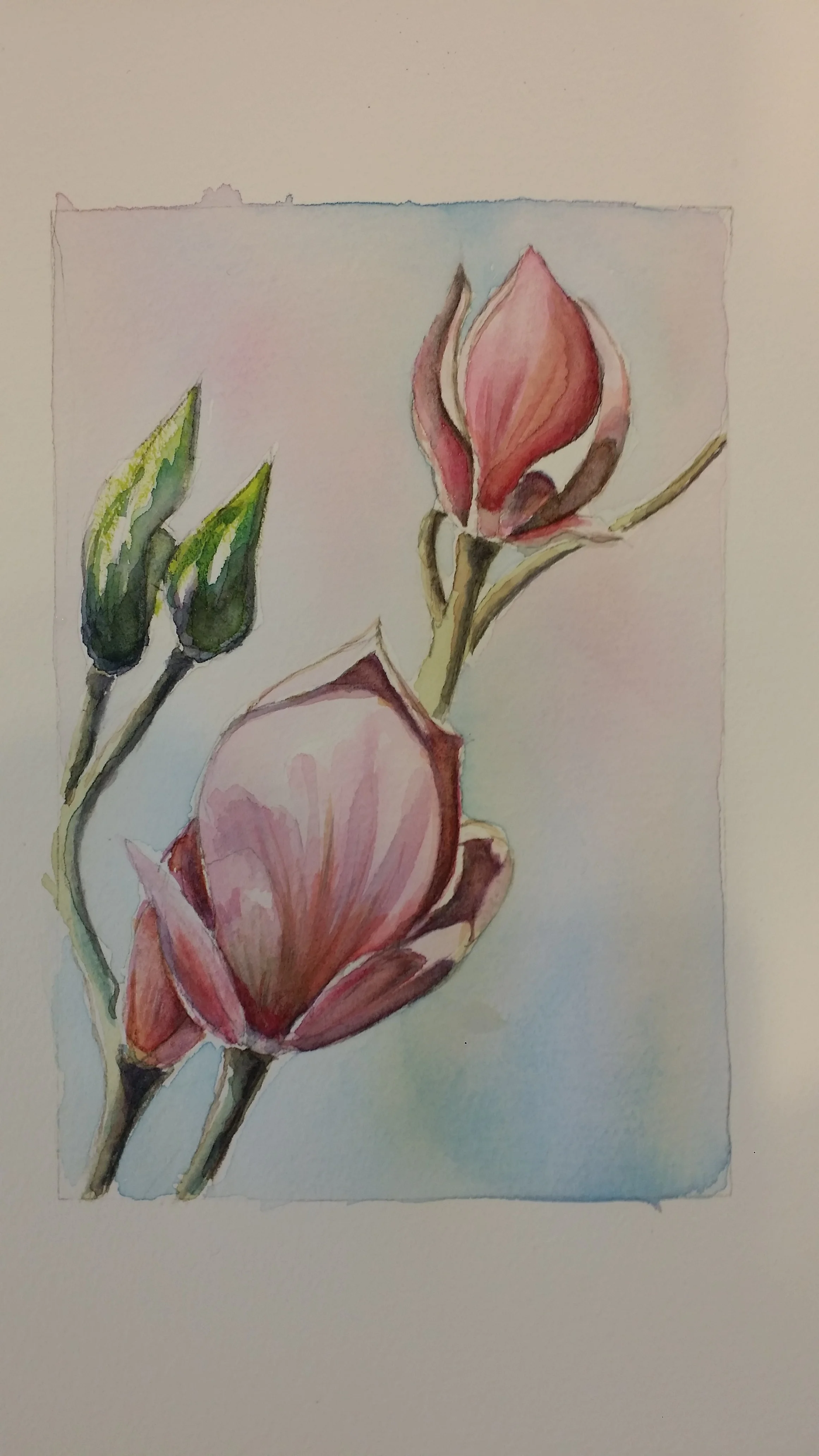 MICHAEL'S MAGNOLIAS