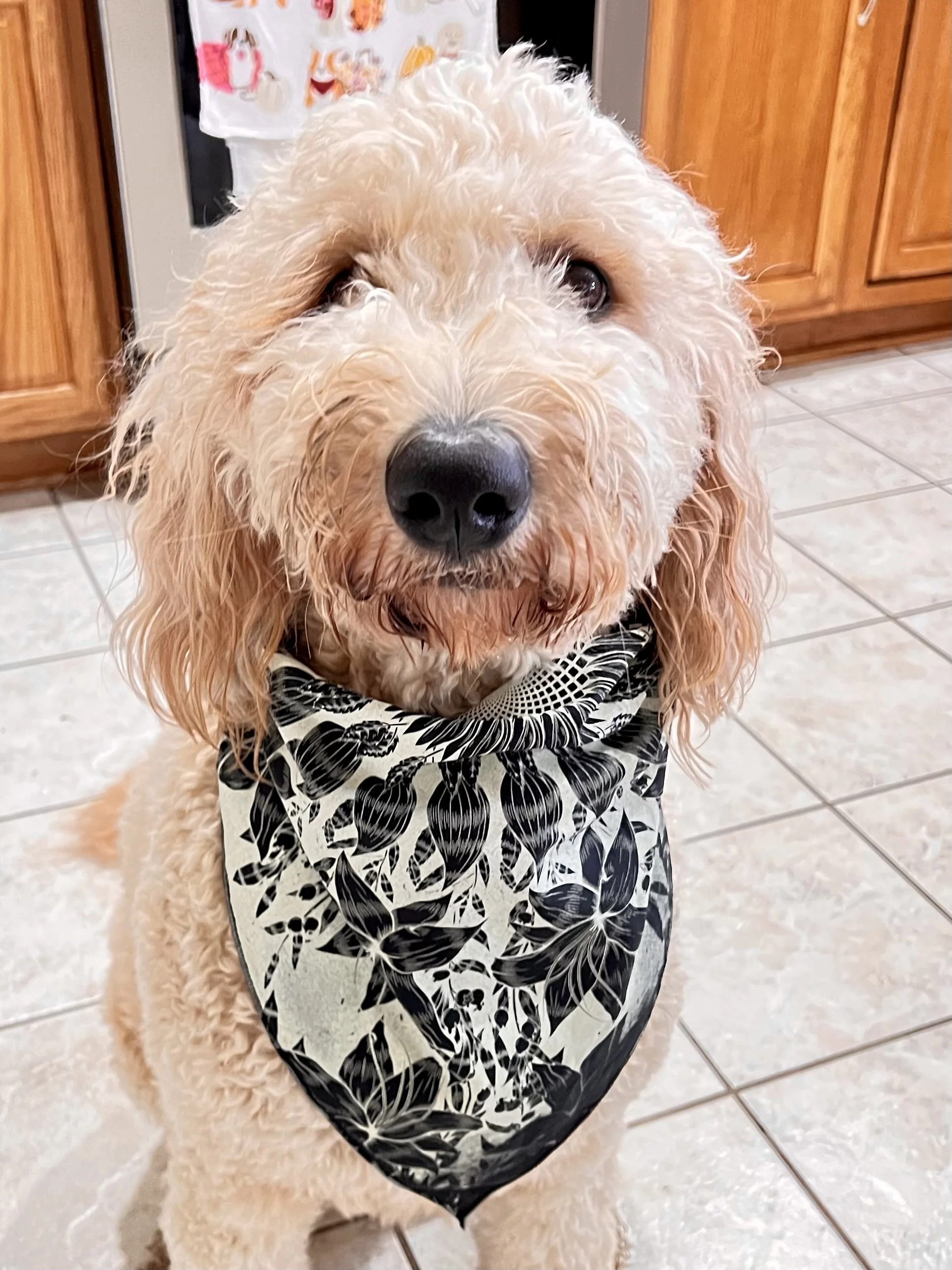 Sunflower Bandana Dog 2.JPEG