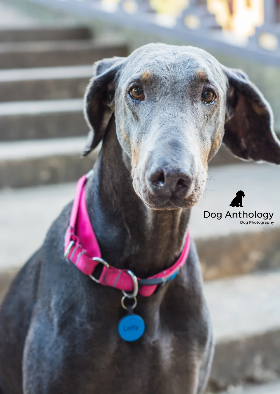 Look into those soulful eyes! Can't you just see her sweet personality shining through?