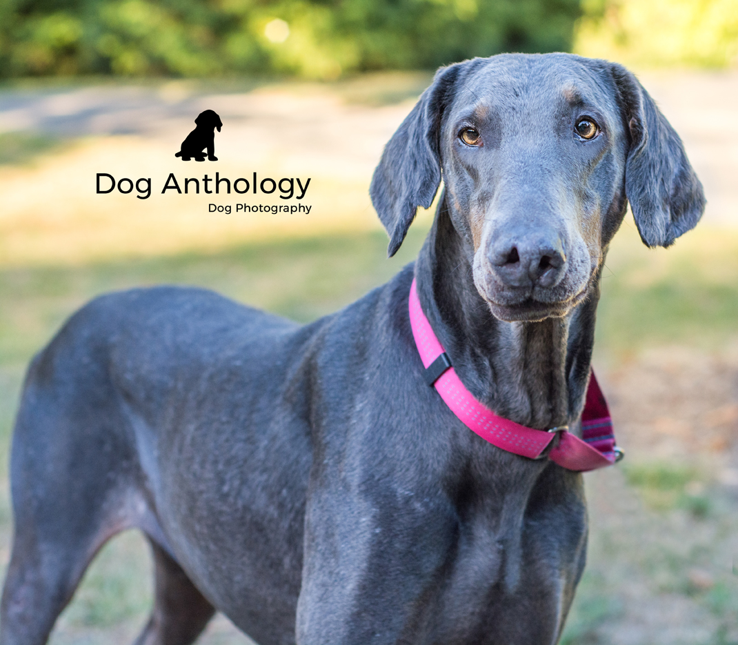 I get to meet the coolest dogs and their people when I'm doing dog photography. Best. Job. Ever!