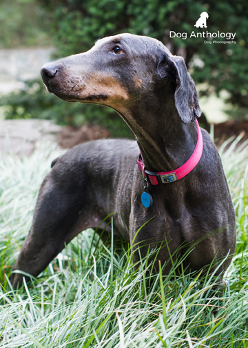 Letty enjoying a romp in the tall grass.
