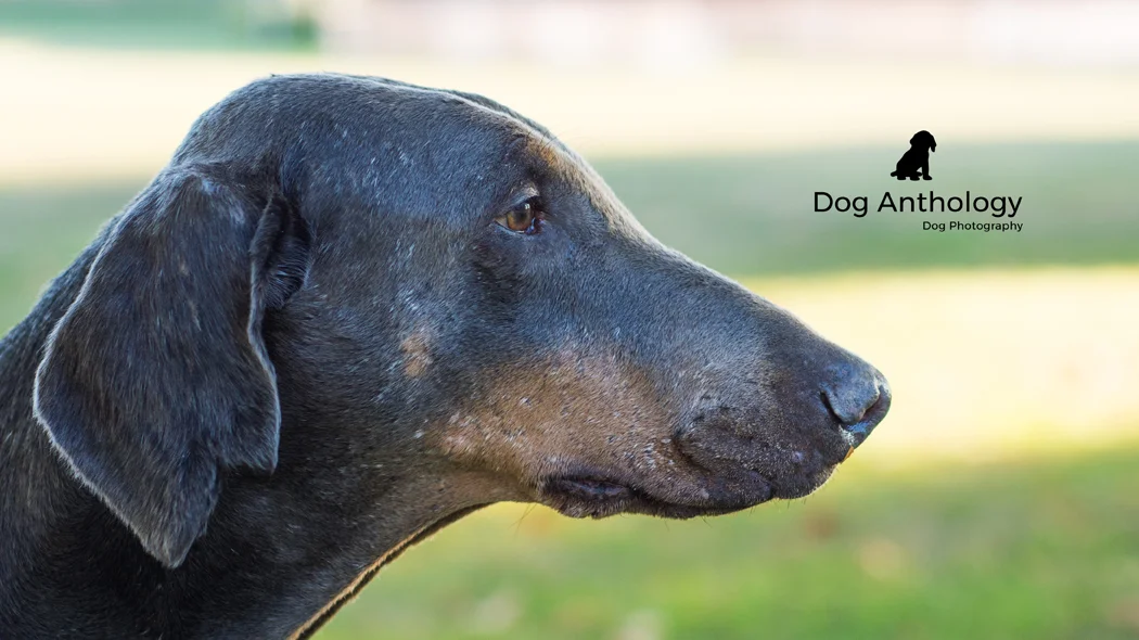 "Thanks for reading my story! And remember....adopt, don't shop!"-Letty