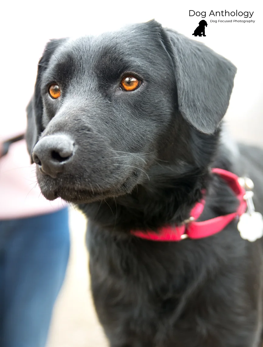 She looks like she might be a good hunting dog too!