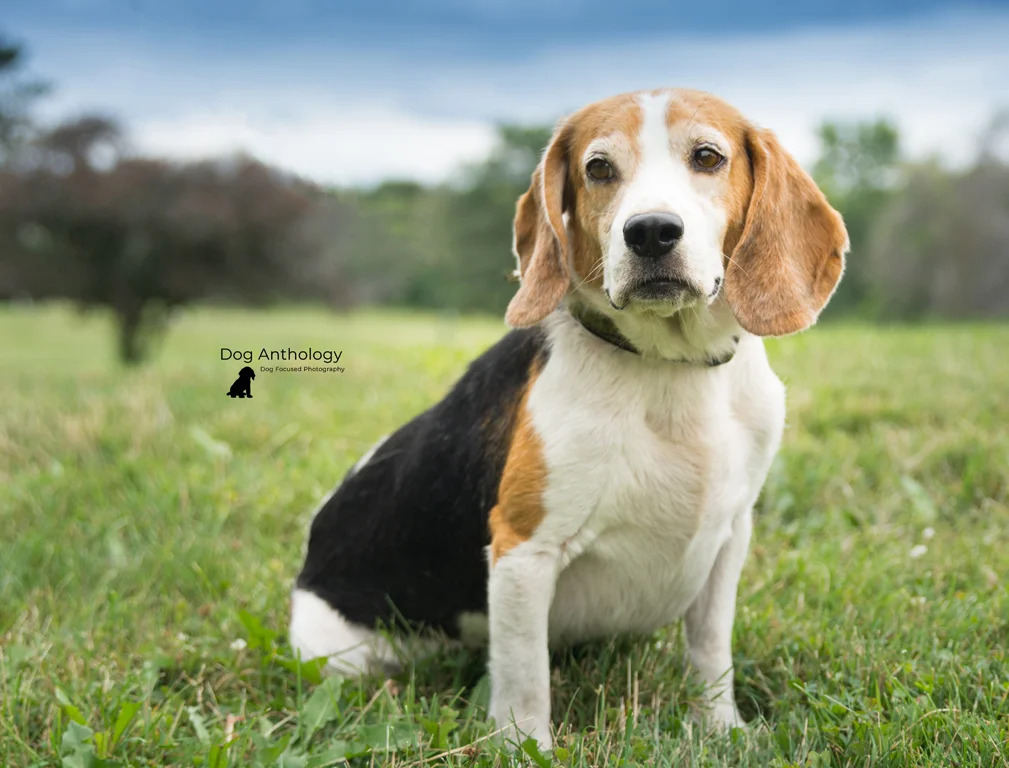 Sheila's Beagles-2DS.jpg