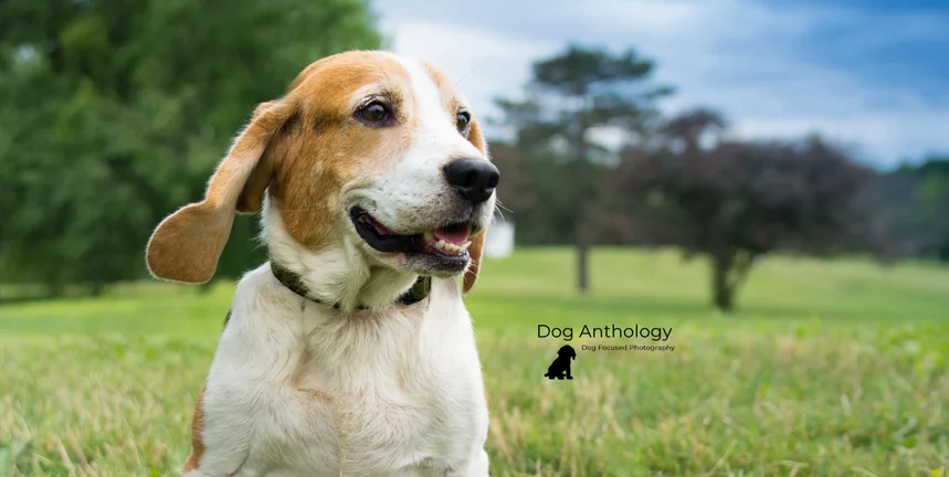Sheila's Beagles-1DS.jpg
