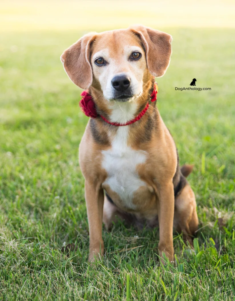 Molly looking sweet with a little red flower in her hair.