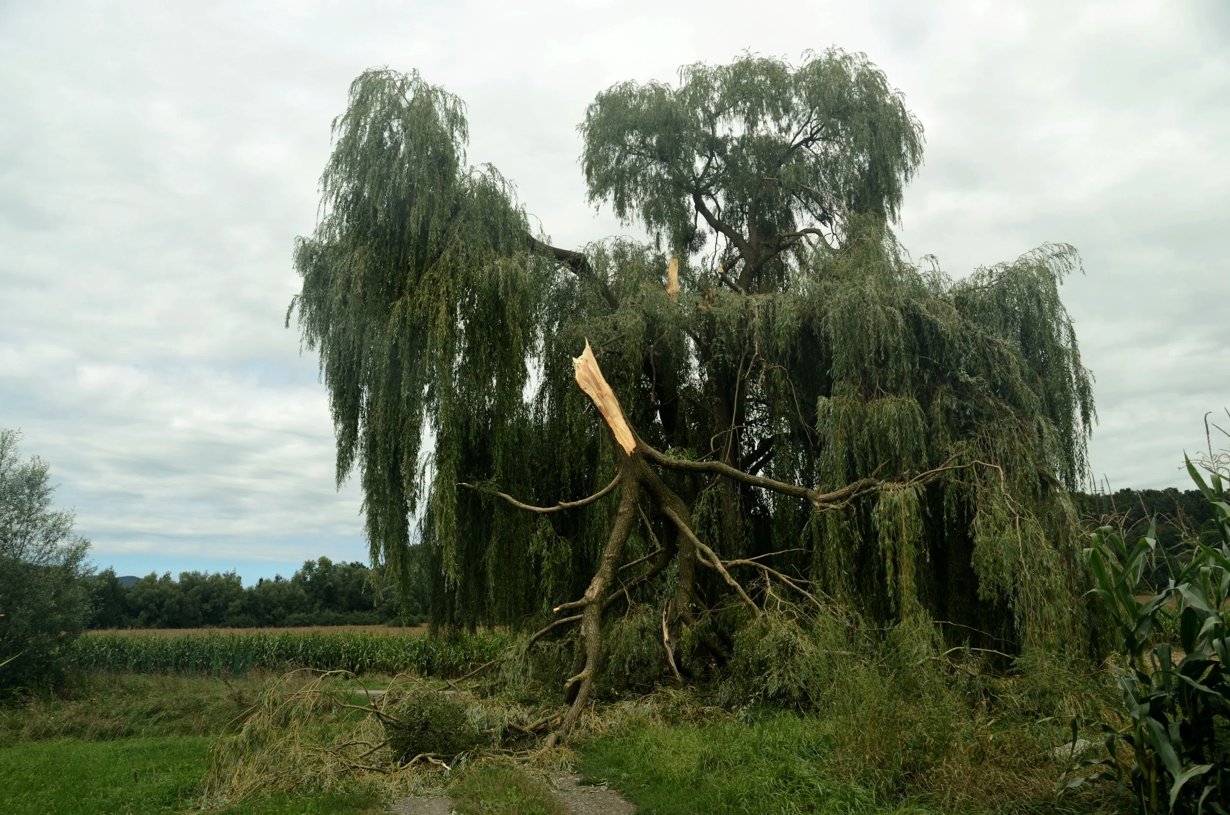 Willow_tree,_wind_broken_branch.jpg