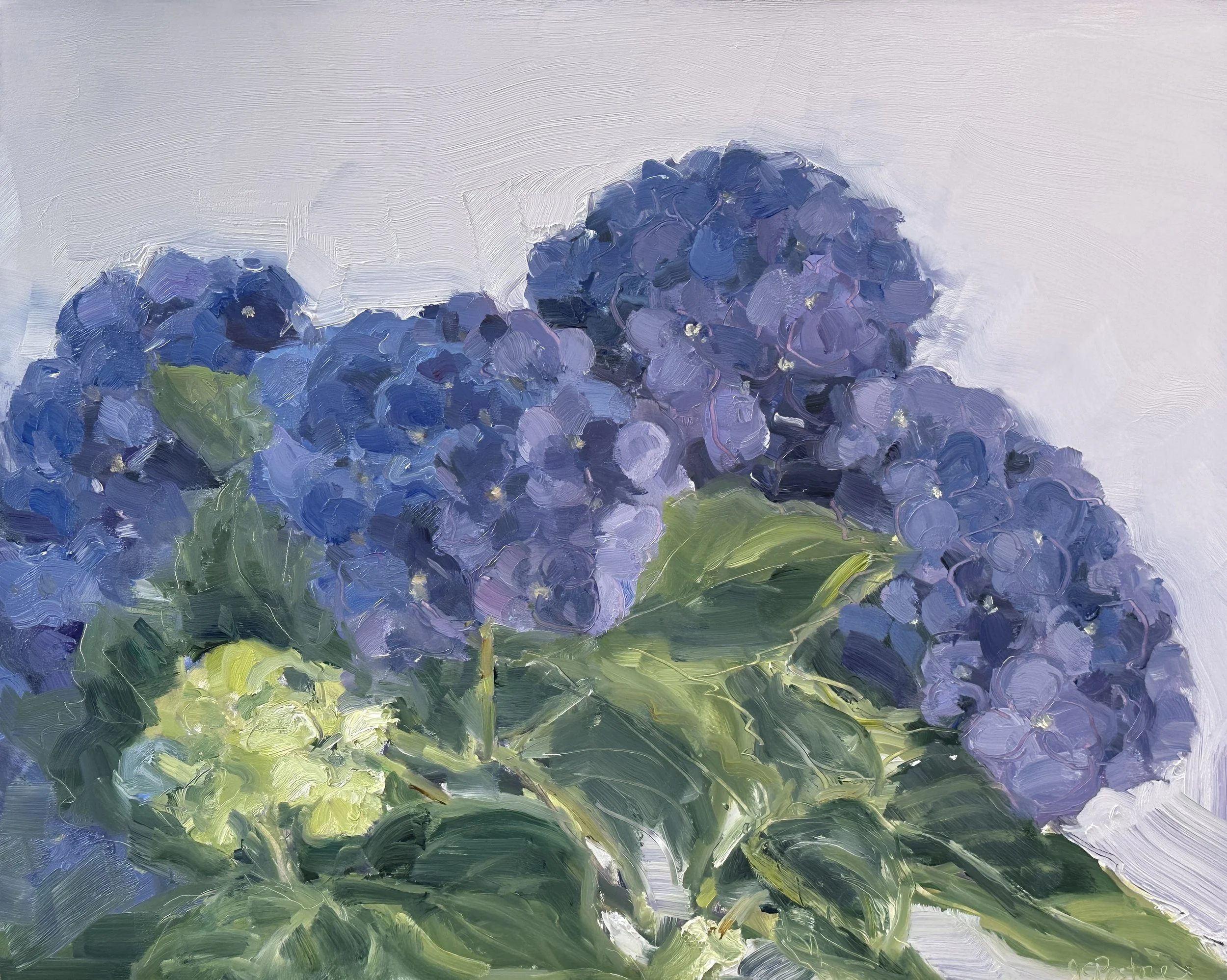 Blue Hydrangea #2