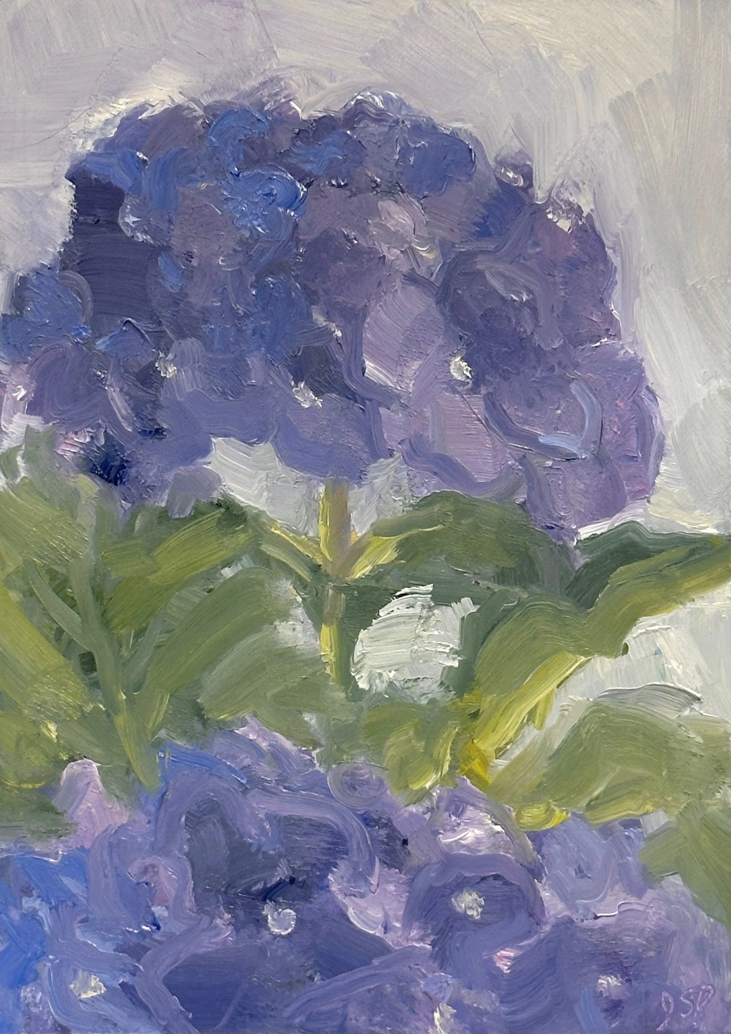 Blue Hydrangea #4