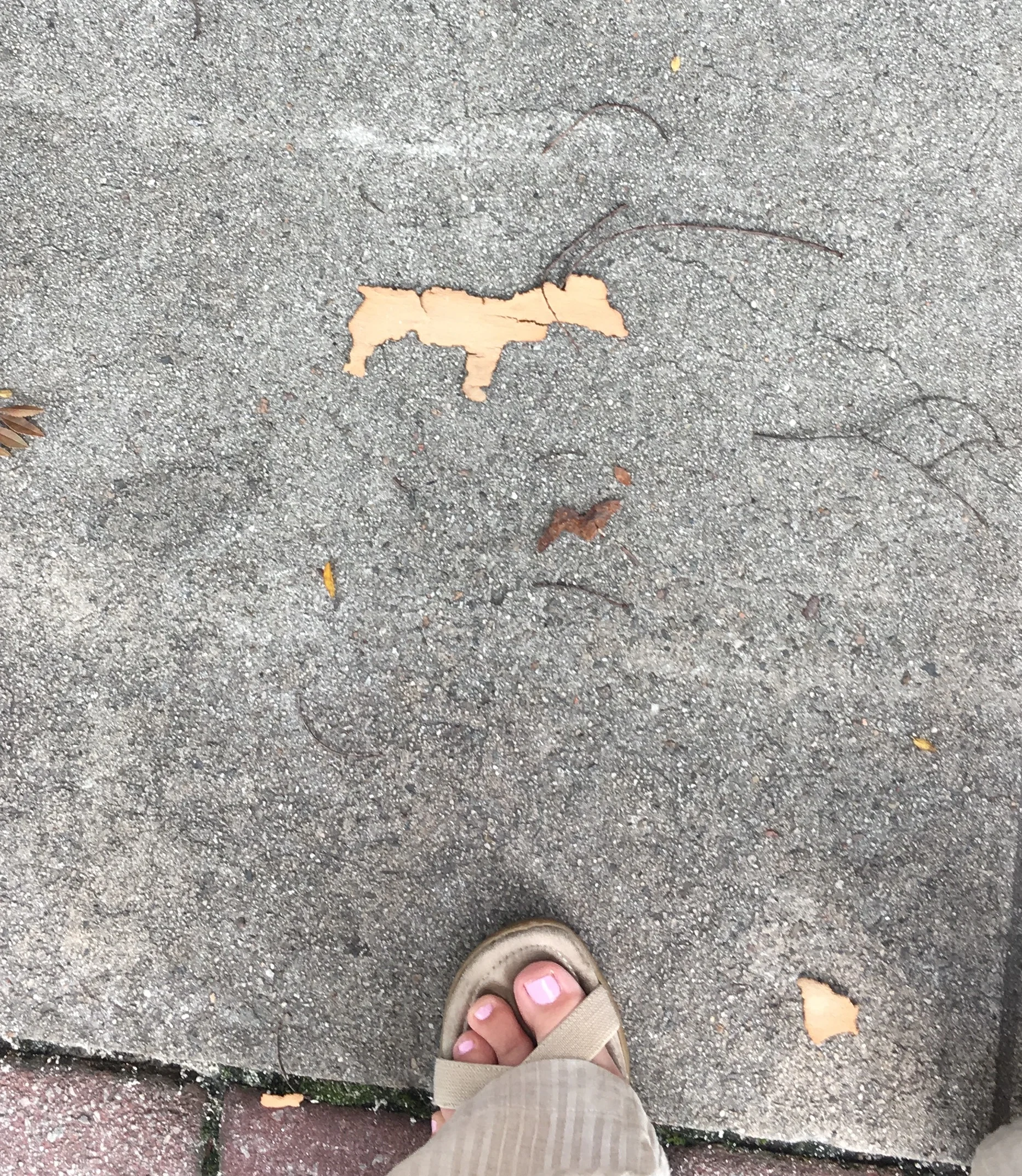 Even their leaves look like horses!