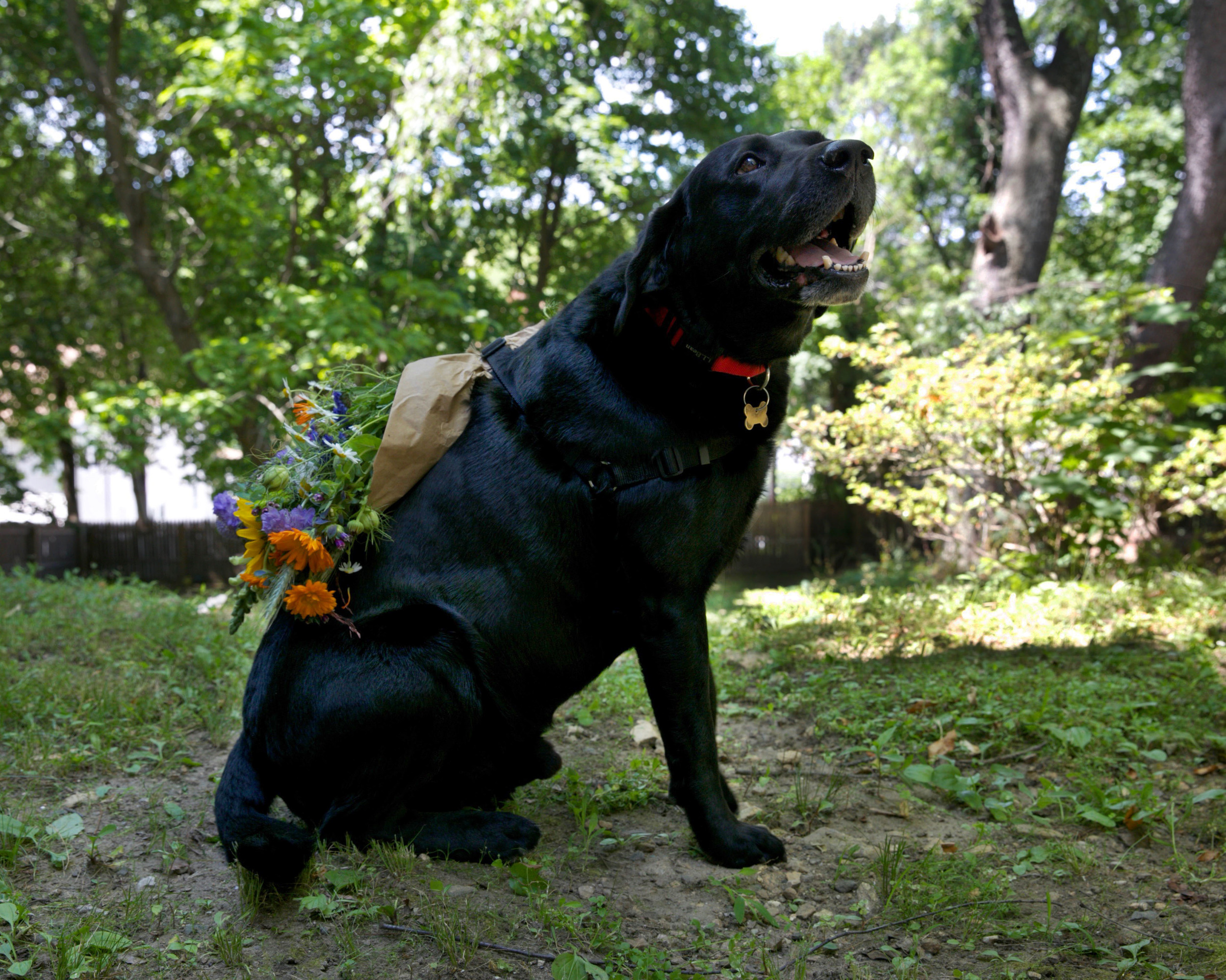 Flowers strapped to his back