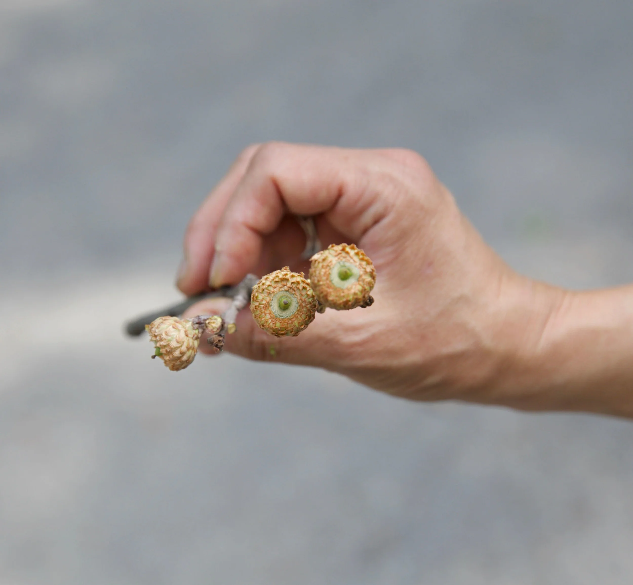 I even found baby acorns near our photo tree