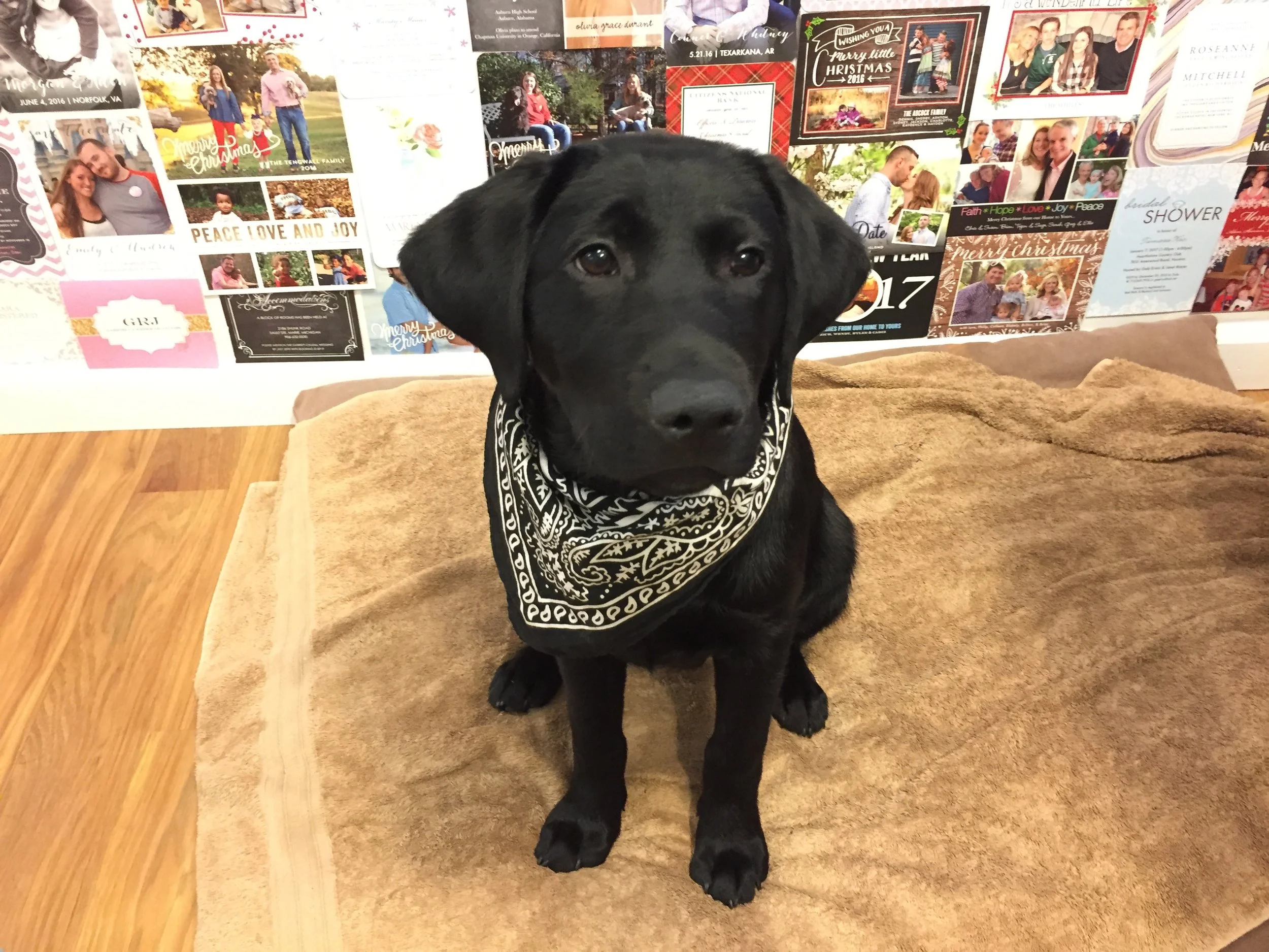 Smokey sporting a matching bandana