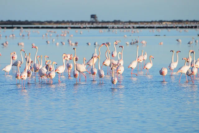 delta-del-ebro-flamencos.jpg