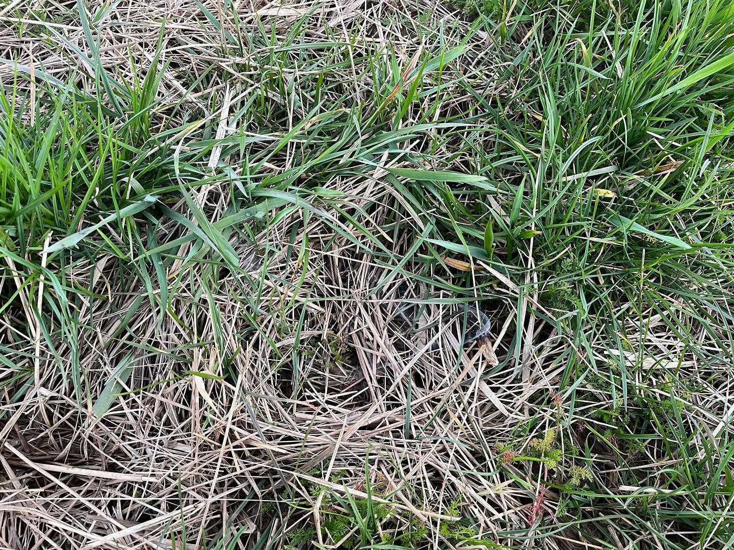 Grass is growing well right now. It&rsquo;s fun to watch it constantly, see the slight changes over time.

I feed out hay, cover the ground, then I watch for months until finally you can&rsquo;t really see the hay through the grass. 
But it&rsquo;s n