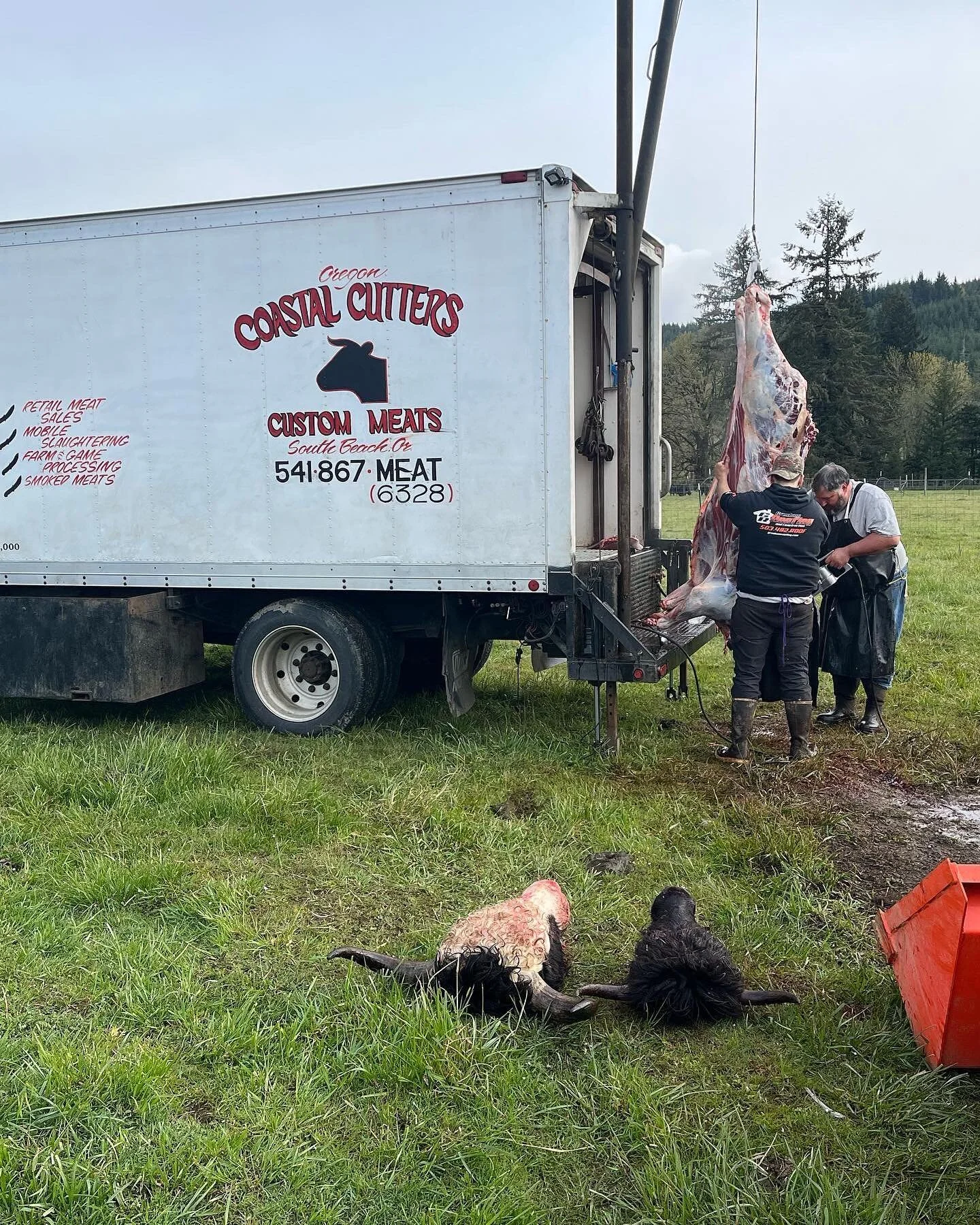 Another successful yak harvest yesterday. @oregoncoastalcutters came out from Newport, I appreciate them a lot. Eric and Josh keep me laughing enough that I forget to take many pictures. 

Producing meat is an interesting way to spend time. It&rsquo;