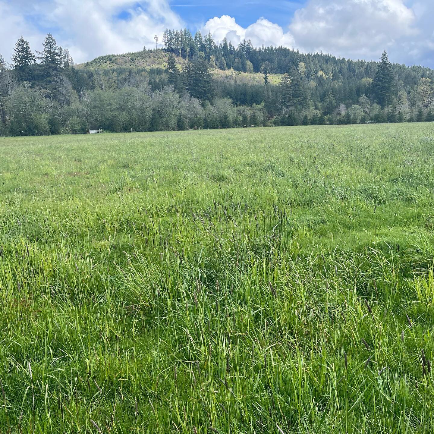 &ldquo;Grass-fed yak&rdquo;

I say that a lot because it&rsquo;s simple. I really mean that they don&rsquo;t eat grain or soy and that they live on pasture. 
They do mainly eat grass. But they also eat a lot of legumes and forbs. Birdsfoot trefoil is