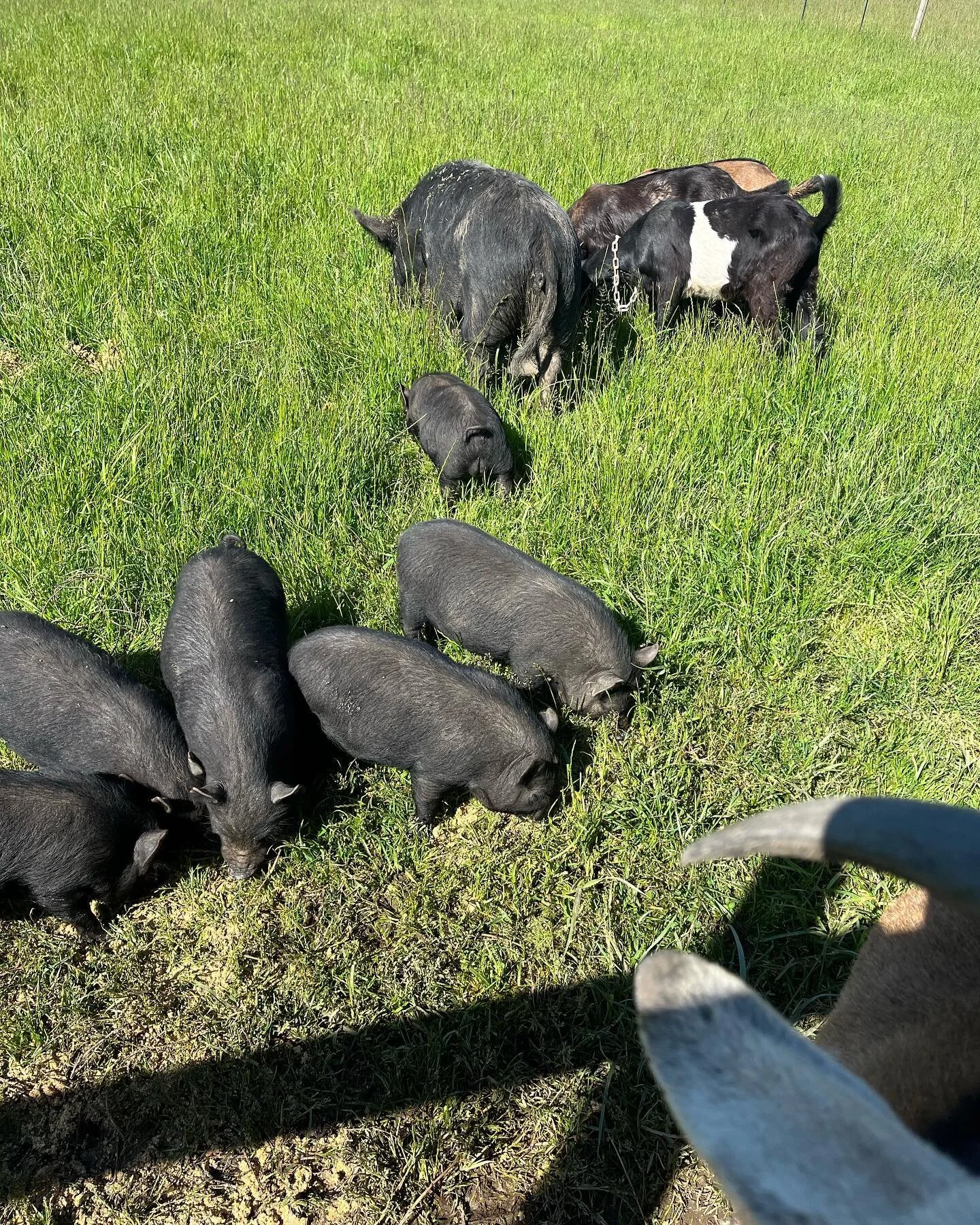 Working with animals, always working with animals&hellip;

I love how interconnected this farm is becoming with all of the projects bleeding into each other. Feeding the goats is building compost, harvesting yaks is feeding tomatoes. If milking goats