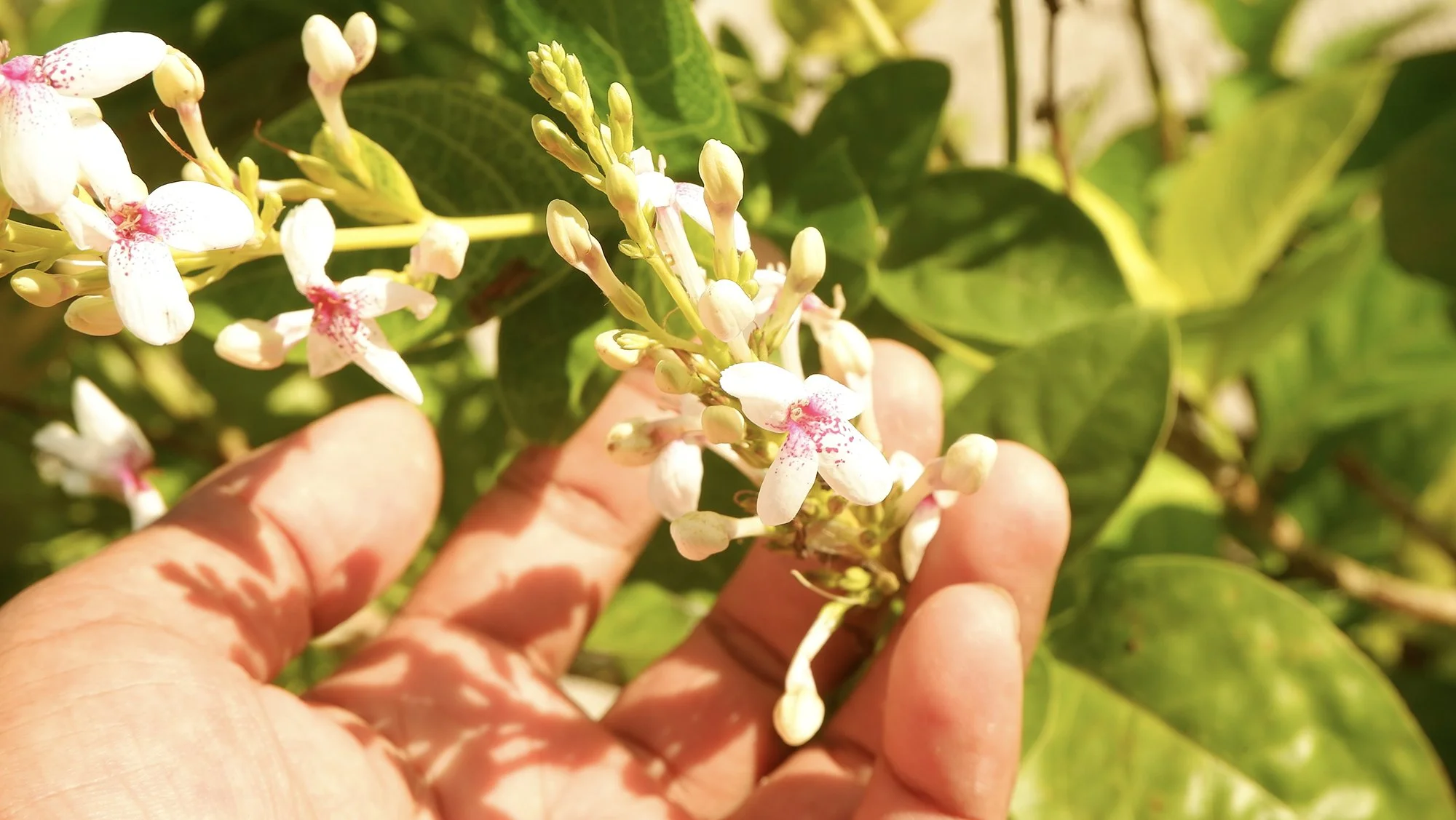 Holding blossoms in the sunshine
