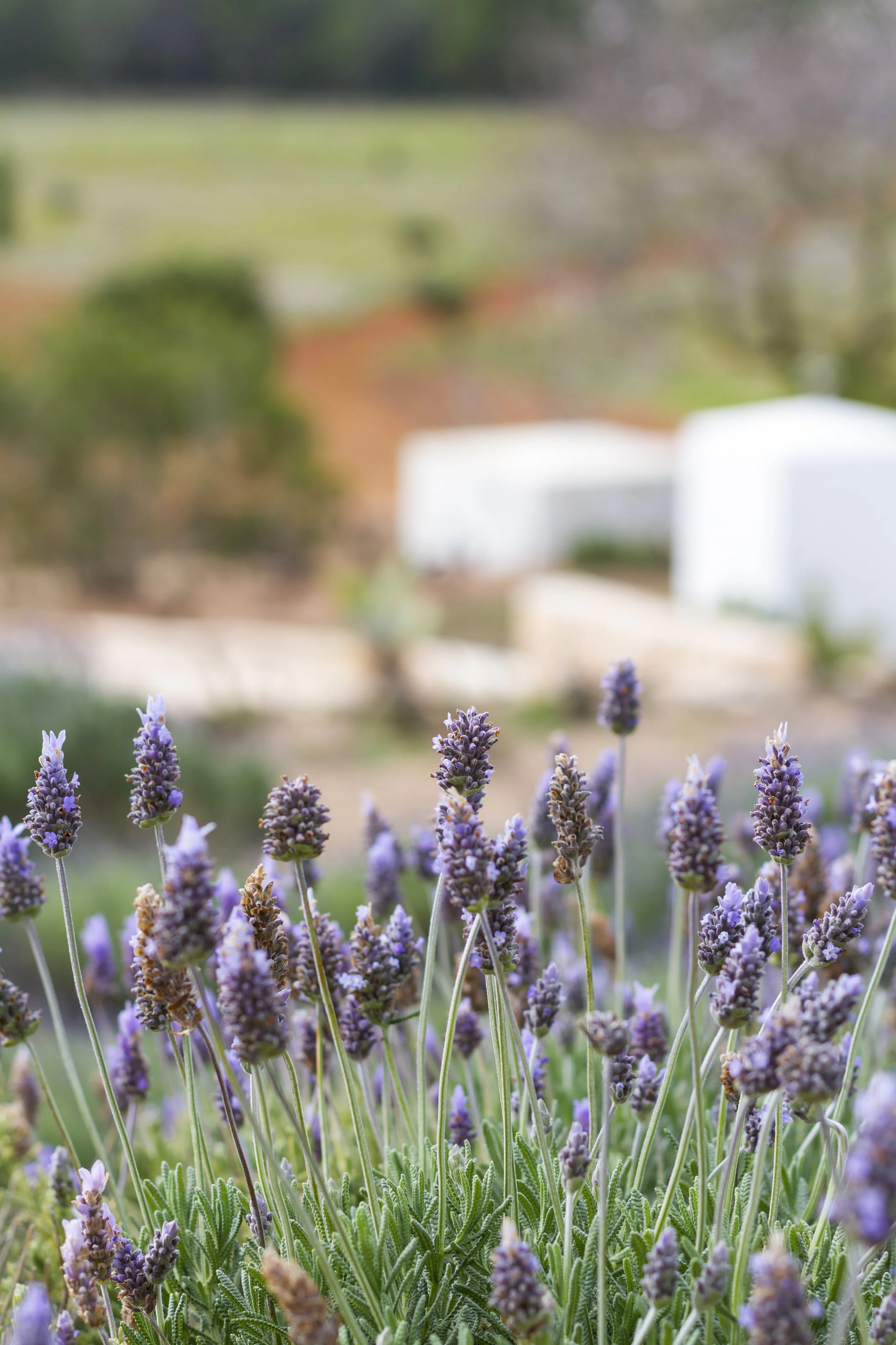 THE HOT SUN RELEASING THE INTOXICATING AROMAS OF PINEY SHRUBS, SPICY HERBS AND SWEET FLOWERS.