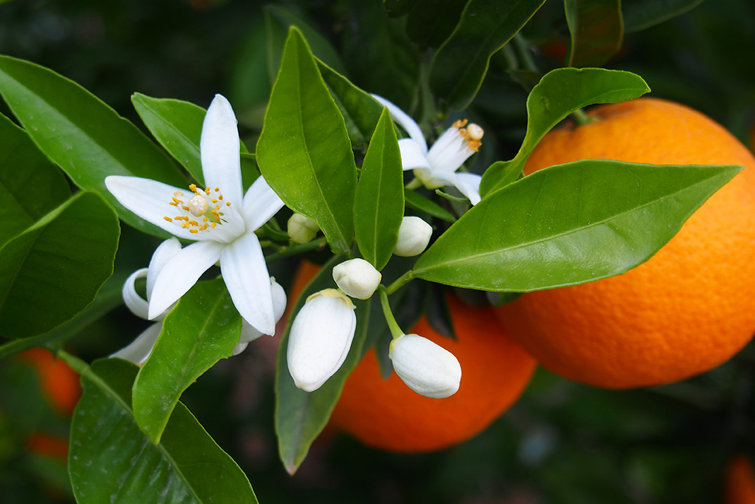 Orange_Blossom.jpg