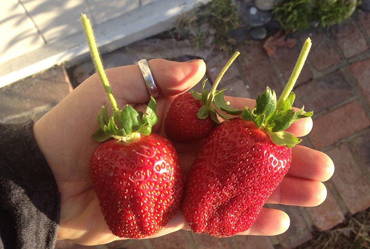 SWEET STRAWBERRIES, RIPENED TO PERFECTION, are PICKED FOR A HEALTHY BREAKFAST