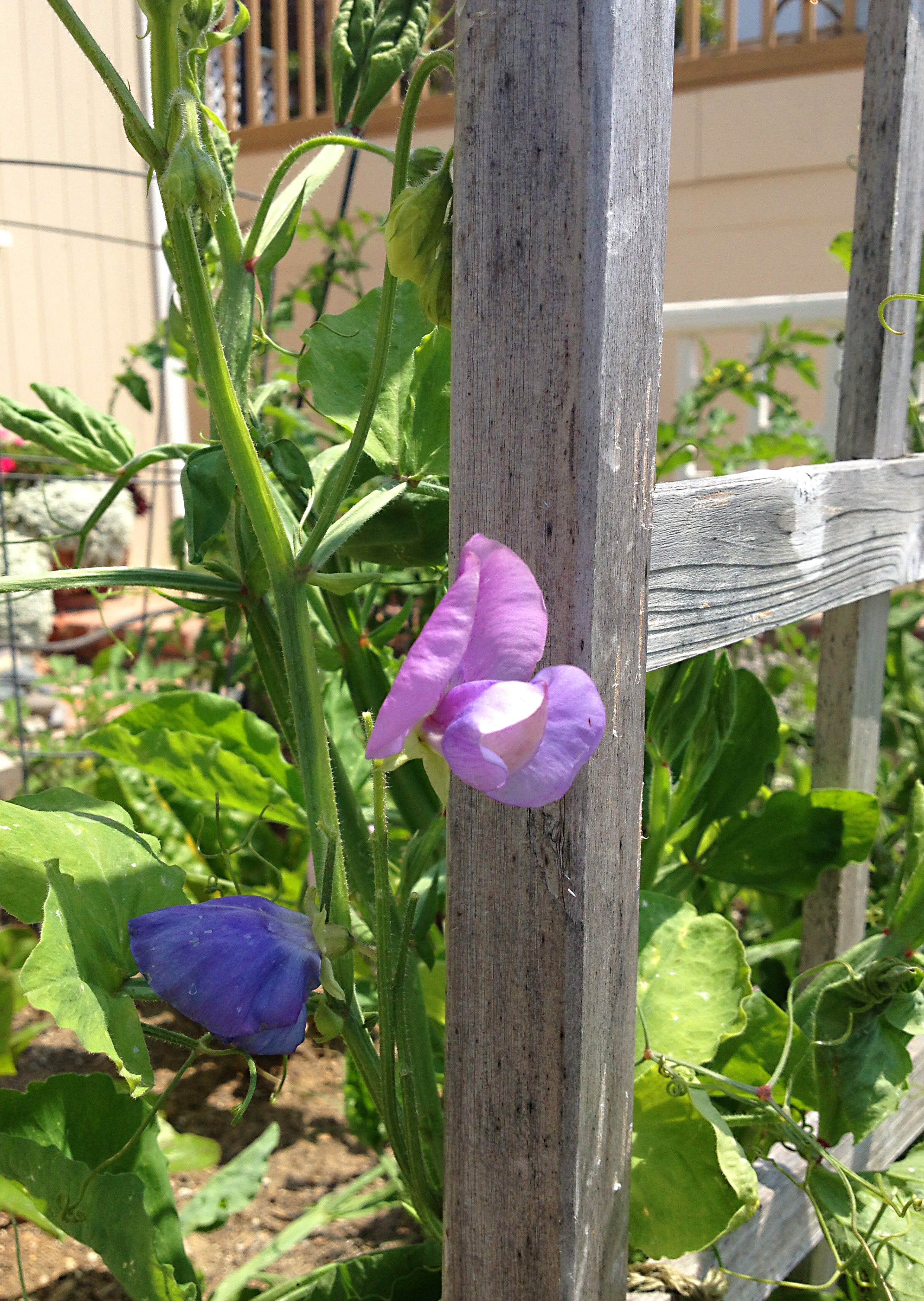 SWEET PEAS SMELL AS LOVELY AS THEY LOOK