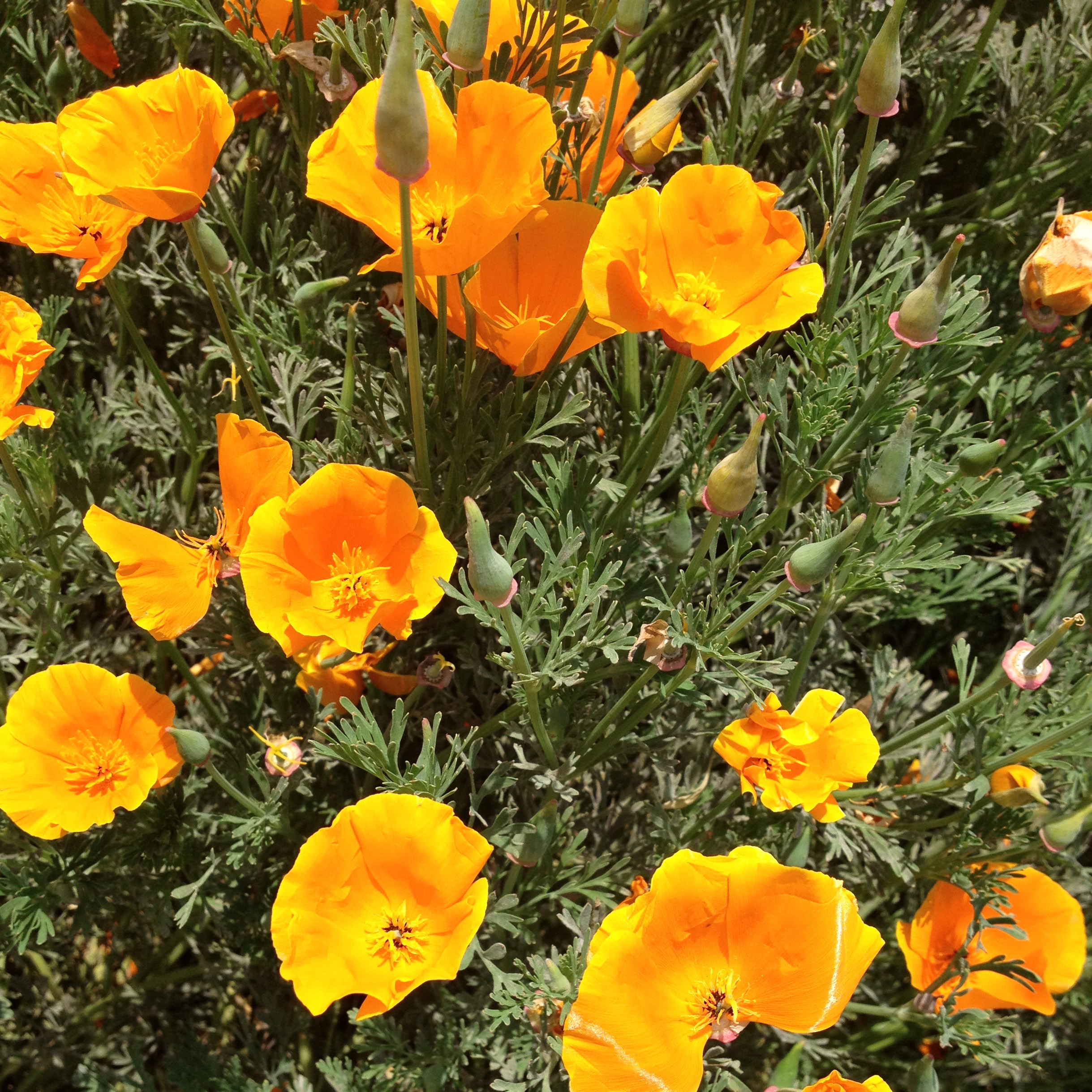 THE FREE-SPIRITED CALIFORNIA POPPY RETURNS EVERY YEAR TO CHEER ME UP