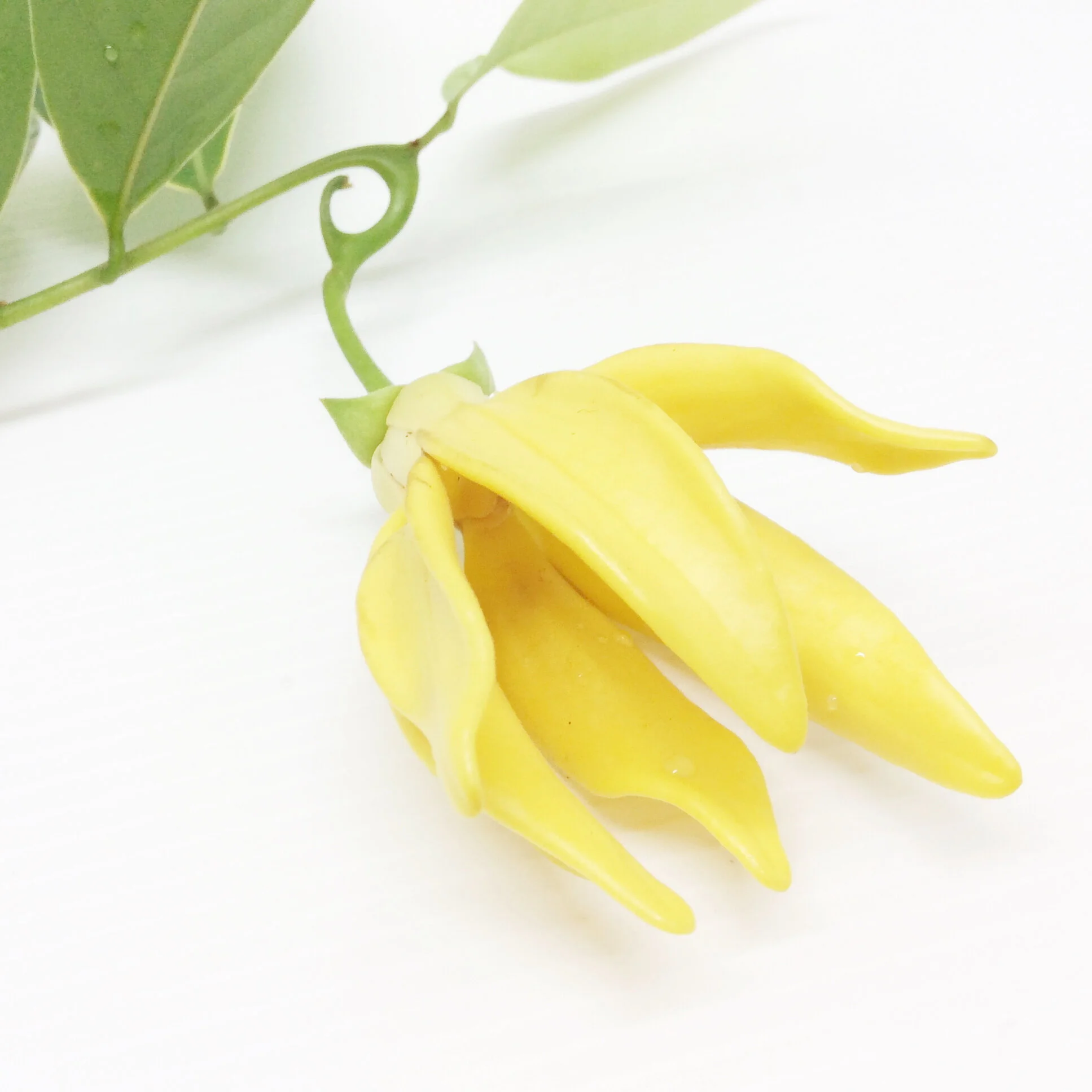 Ylang2018.jpg