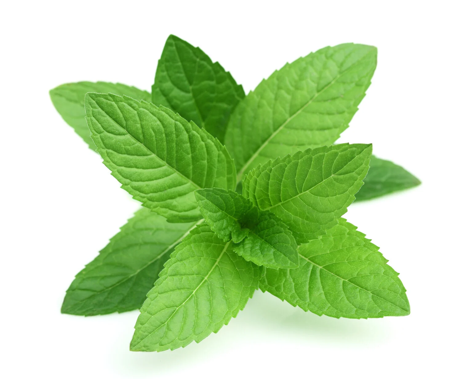 tobacco-leaves-liquid-5.jpg