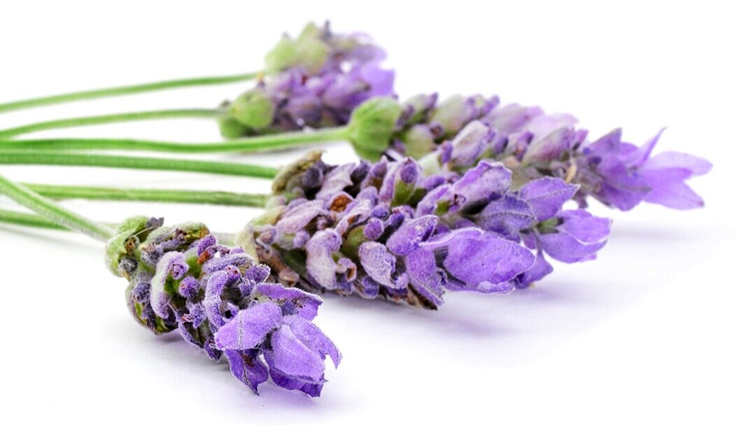 Lavender+Close+up.jpg